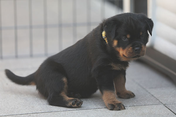 Z-nest week 6 pupfoto 6h