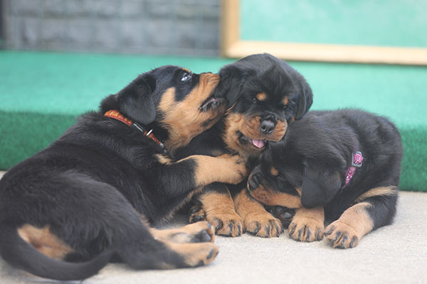 Z-nest week 6 pupfoto 6hh