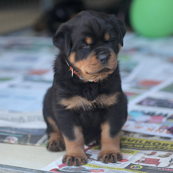 Z-nest week 6 pupfoto 6i