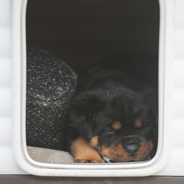 Z-nest week 6 pupfoto 6j
