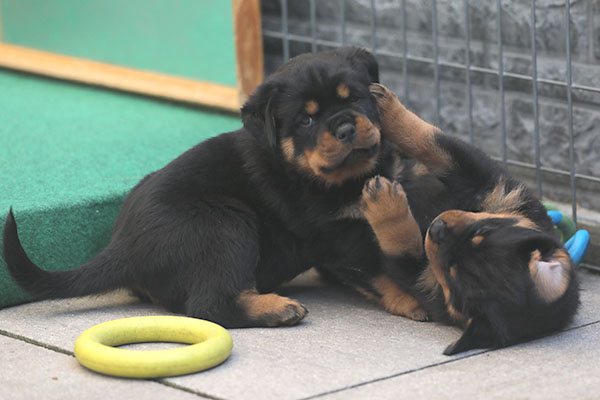 Z-nest week 6 pupfoto 6k