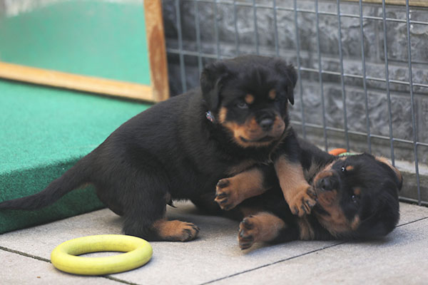 Z-nest week 6 pupfoto 6l
