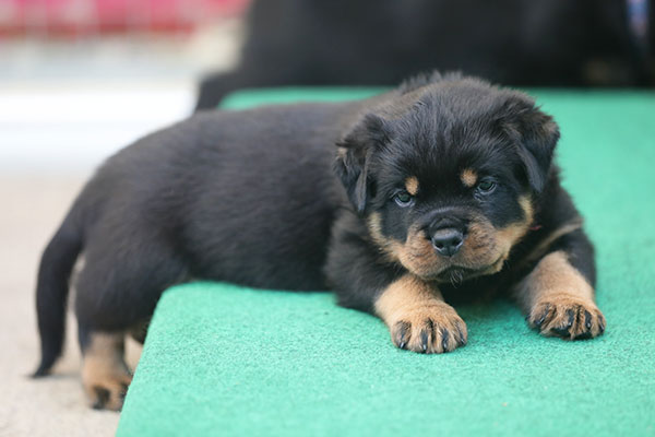 Z-nest week 6 pupfoto 6o