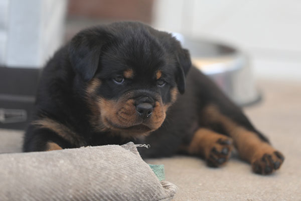 Z-nest week 6 pupfoto 6p