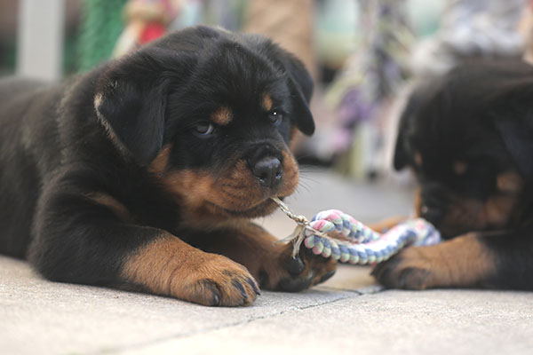 Z-nest week 6 pupfoto 6u
