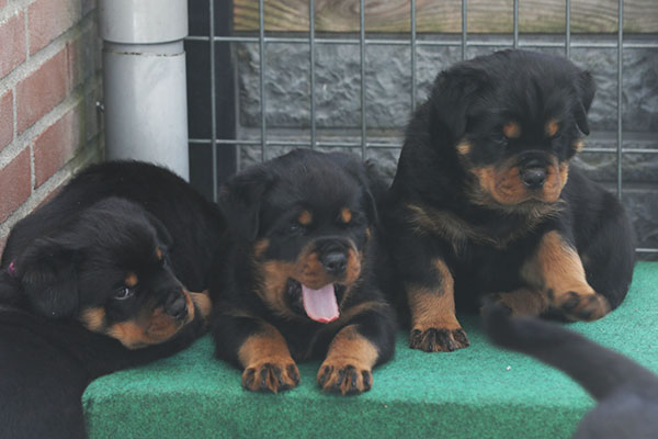 Z-nest week 6 pupfoto 6v