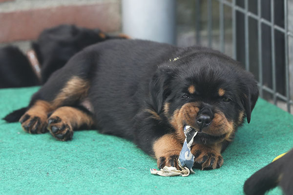 Z-nest week 6 pupfoto 6w