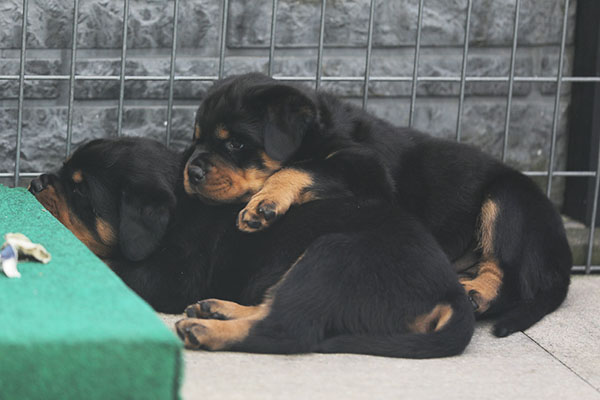 Z-nest week 6 pupfoto 6z