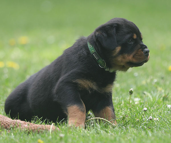 Z-nest week 7 pupfoto 7aa