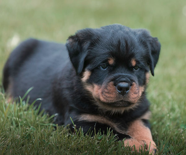Z-nest week 7 pupfoto 7aaa