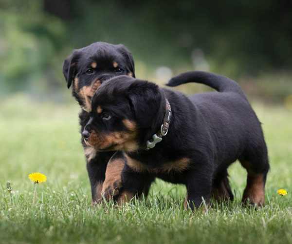 Z-nest week 7 pupfoto 7b