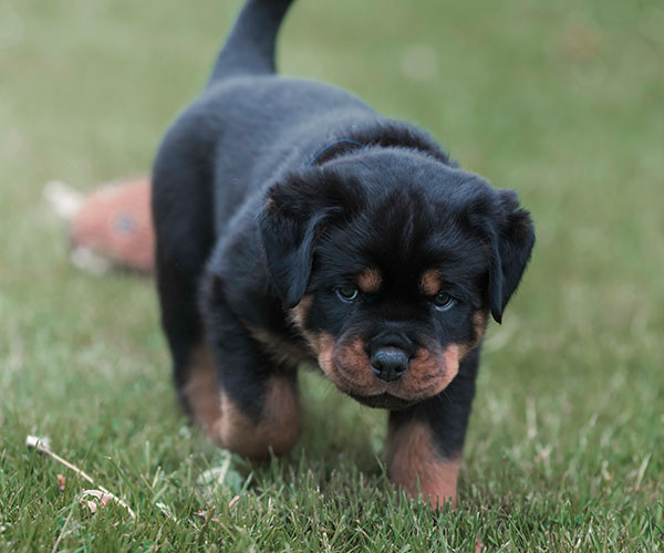 Z-nest week 7 pupfoto 7ccc