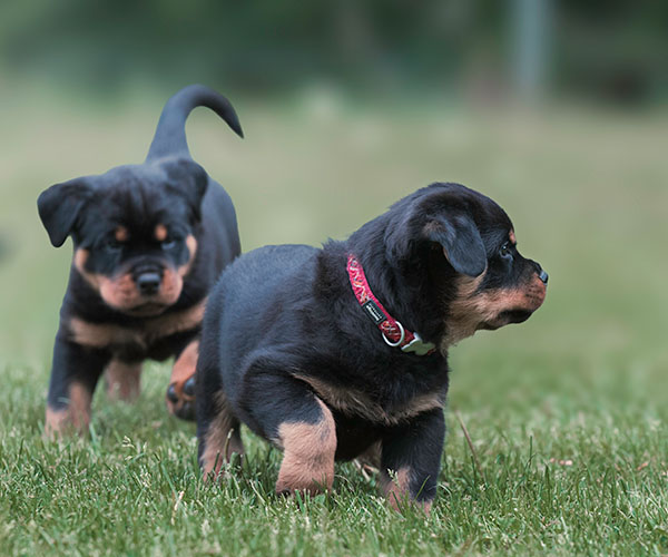 Z-nest week 7 pupfoto 7ddd