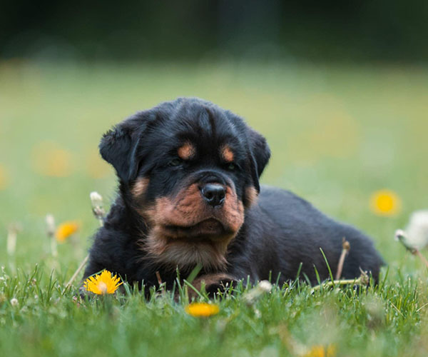 Z-nest week 7 pupfoto 7e