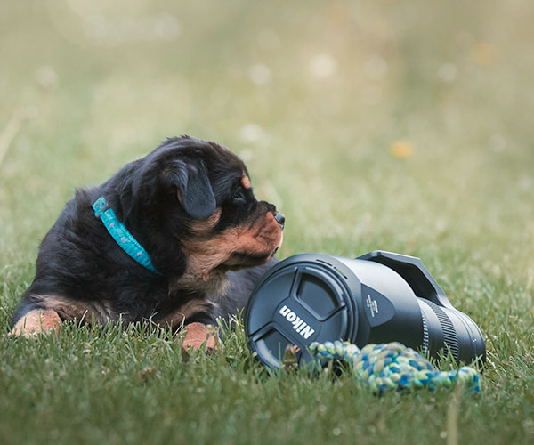 Z-nest week 7 pupfoto 7eee