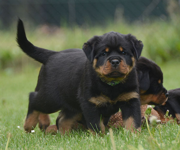 Z-nest week 7 pupfoto 7f