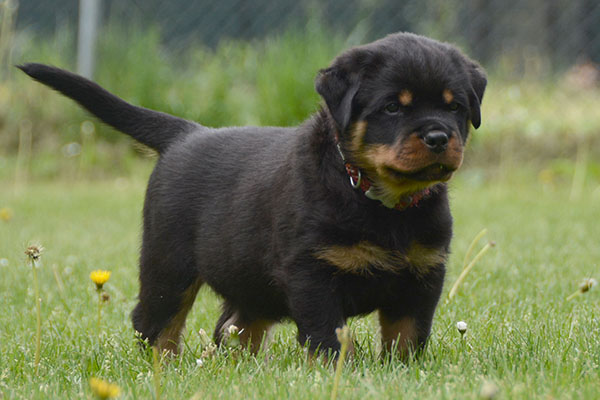 Z-nest week 7 pupfoto 7ff