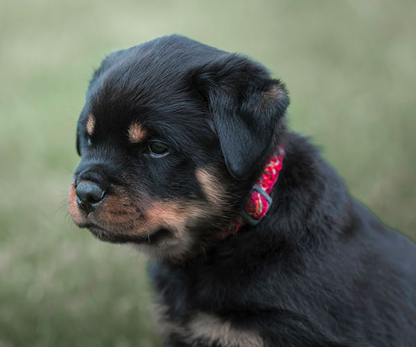 Z-nest week 7 pupfoto 7fff