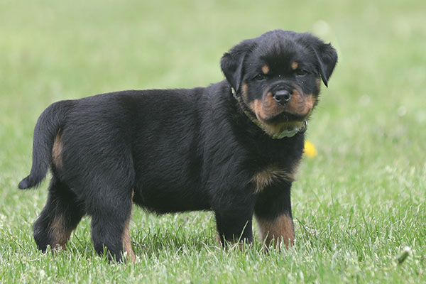 Z-nest week 7 pupfoto 7gg