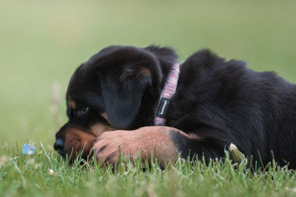 Z-nest week 7 pupfoto 7h