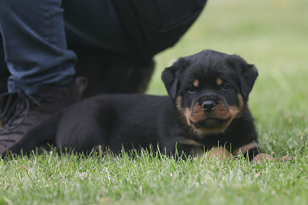 Z-nest week 7 pupfoto 7hh