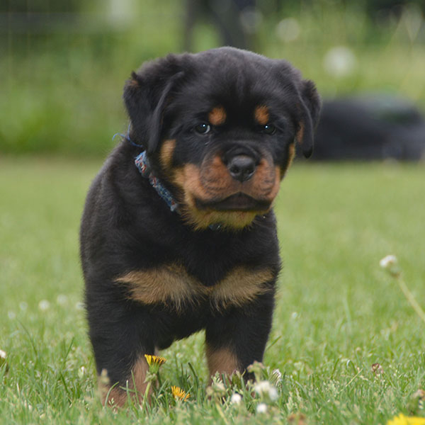 Z-nest week 7 pupfoto 7j