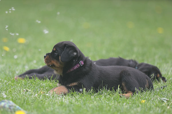 Z-nest week 7 pupfoto 7jj