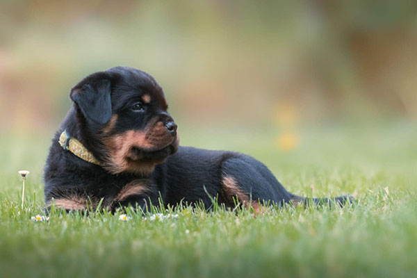 Z-nest week 7 pupfoto 7kk