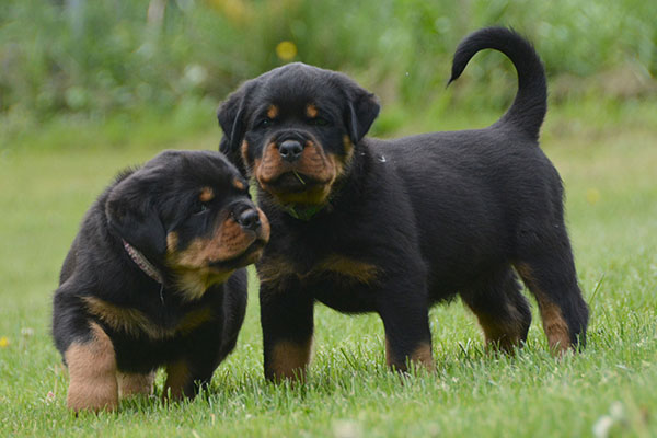 Z-nest week 7 pupfoto 7l