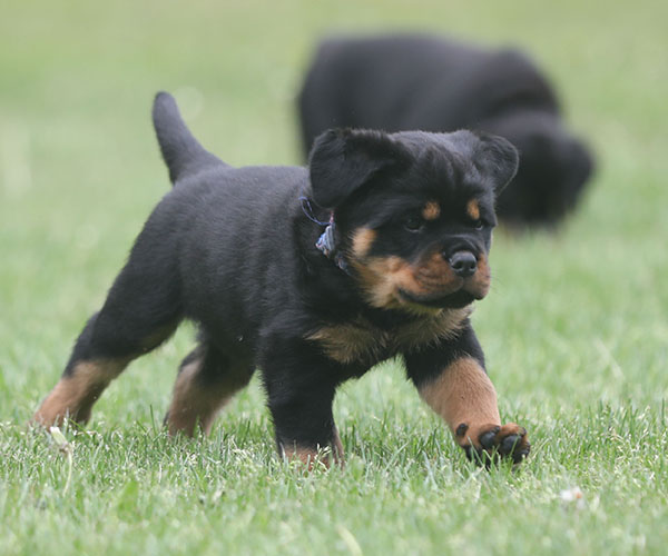 Z-nest week 7 pupfoto 7ll