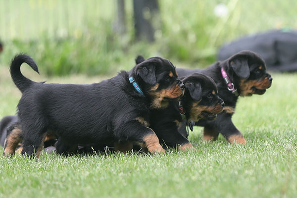 Z-nest week 7 pupfoto 7m