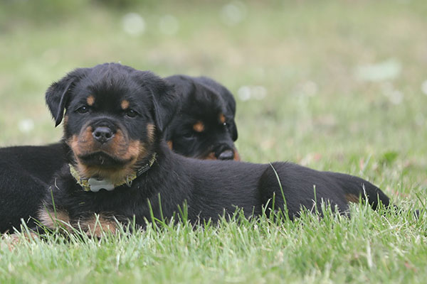 Z-nest week 7 pupfoto 7n