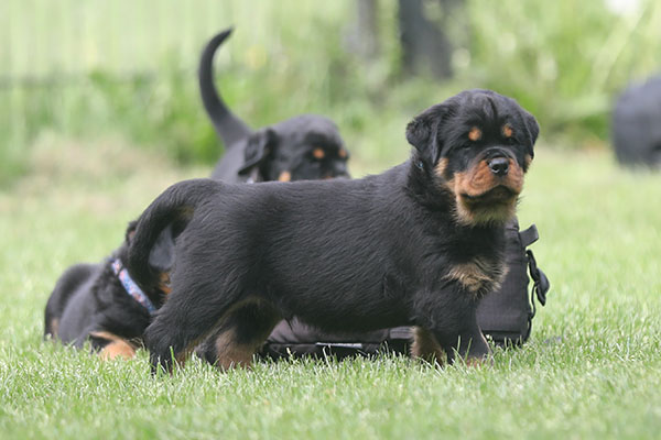 Z-nest week 7 pupfoto 7nn
