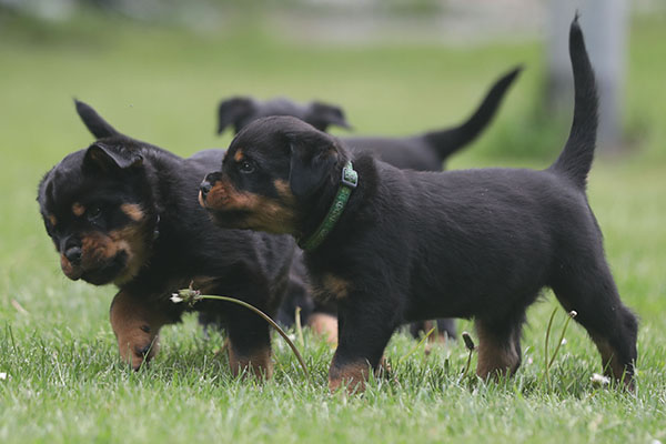 Z-nest week 7 pupfoto 7o