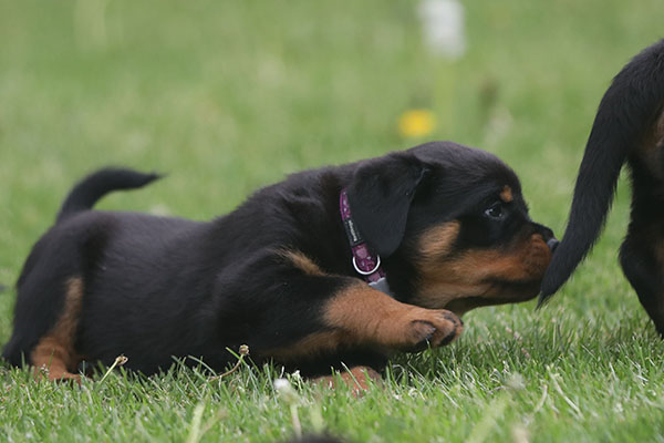 Z-nest week 7 pupfoto 7p
