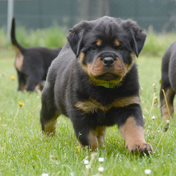 Z-nest week 7 pupfoto 7qq