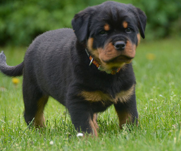 Z-nest week 7 pupfoto 7r