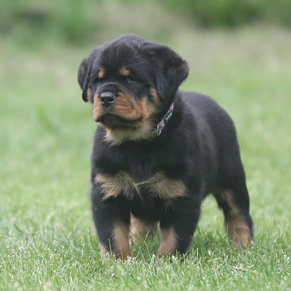 Z-nest week 7 pupfoto 7rr