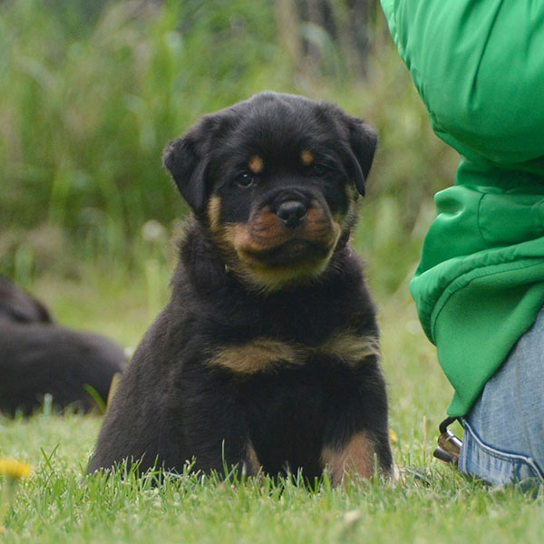 Z-nest week 7 pupfoto 7s
