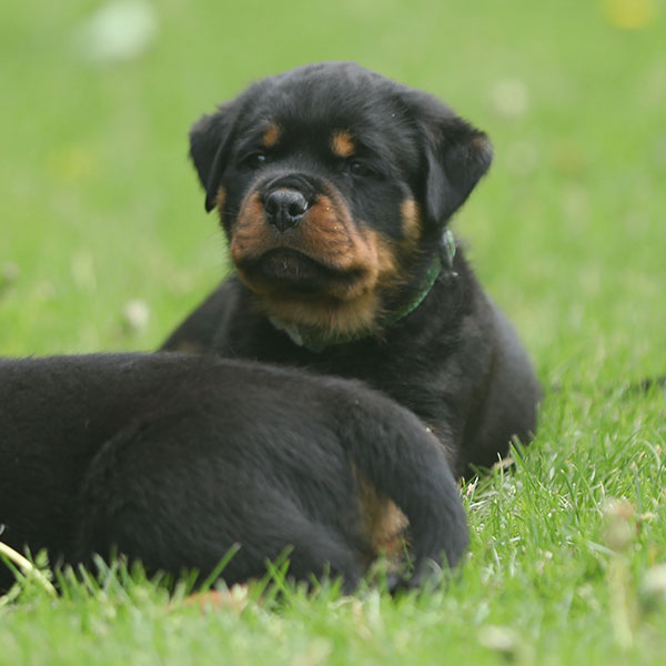 Z-nest week 7 pupfoto 7t