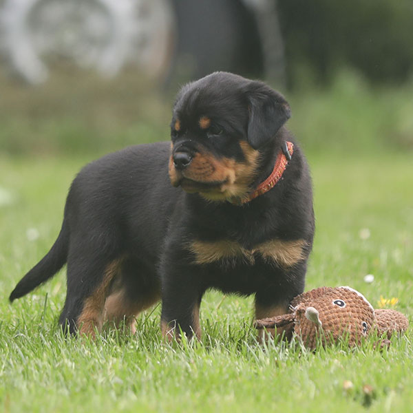 Z-nest week 7 pupfoto 7tt