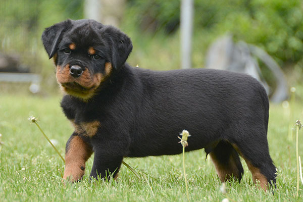 Z-nest week 7 pupfoto 7u