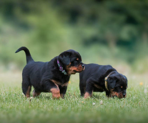 Z-nest week 7 pupfoto 7uu