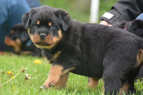 Z-nest week 7 pupfoto 7v