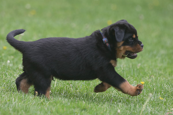 Z-nest week 7 pupfoto 7ww