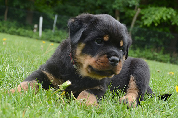 Z-nest week 7 pupfoto 7xx
