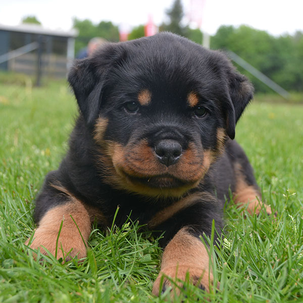 Z-nest week 7 pupfoto 7y