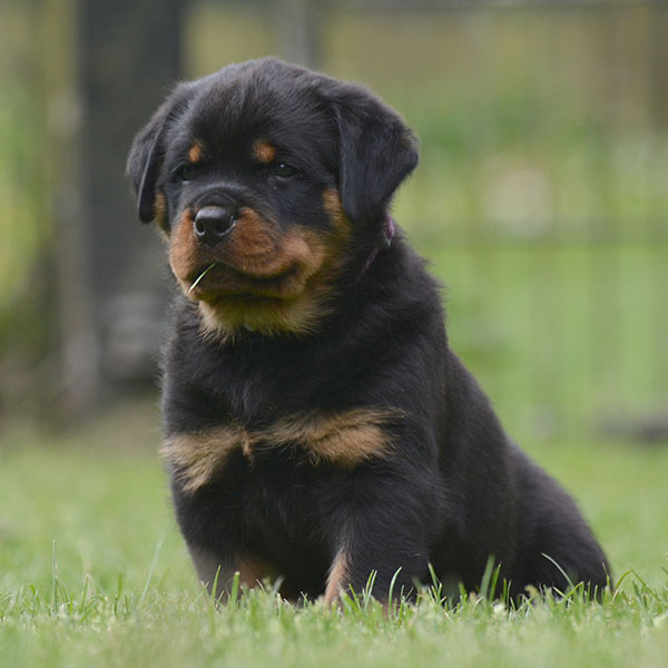 Z-nest week 7 pupfoto 7z