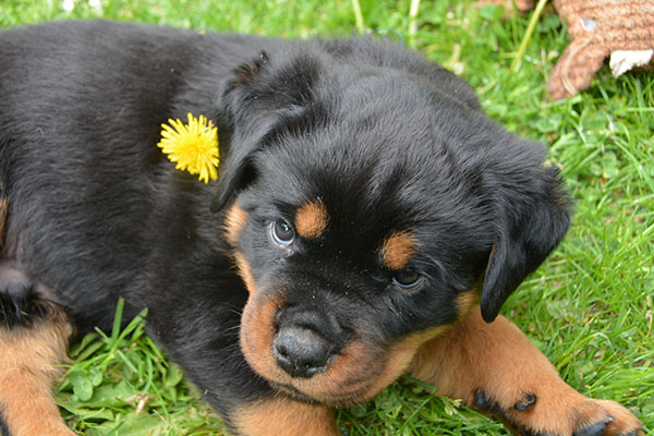 Z-nest week 7 pupfoto 7zz