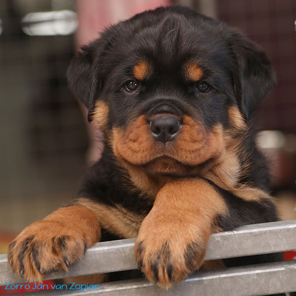 Z-nest week 8 pupfoto 8g